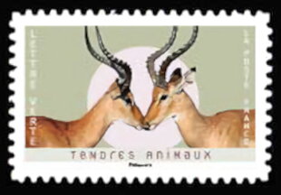 Impalas