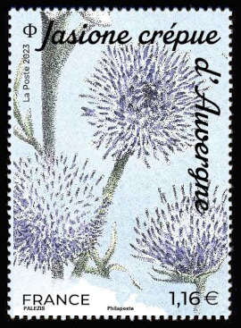 Jasione crispa