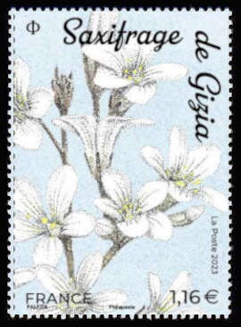 Saxifraga giziana