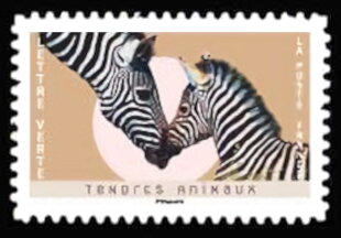 Zebras