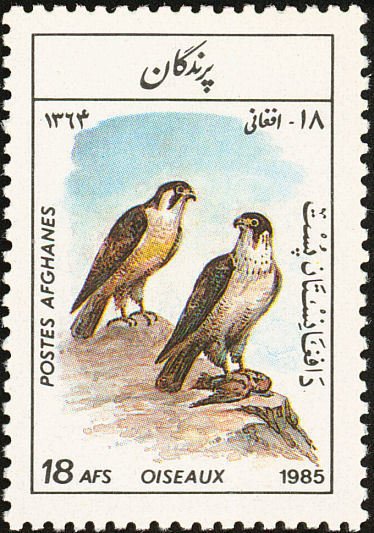 Peregrine Falcon (Falco peregrinus)