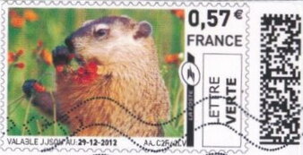 Marmot