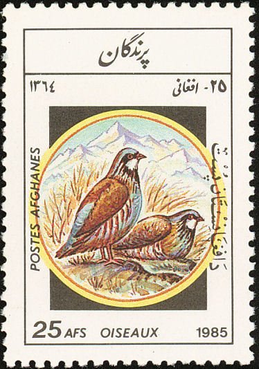 Chukar Partridge (Alectoris chukar)