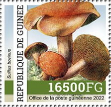 Bovine Bolete (Suillus bovinus)