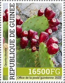 Coast Prickly Pear (Opuntia littoralis)