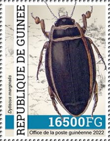 Dytiscus marginalis