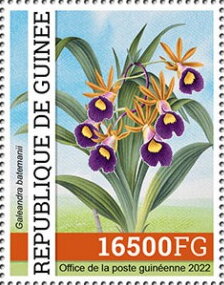 Galeandra batemanii