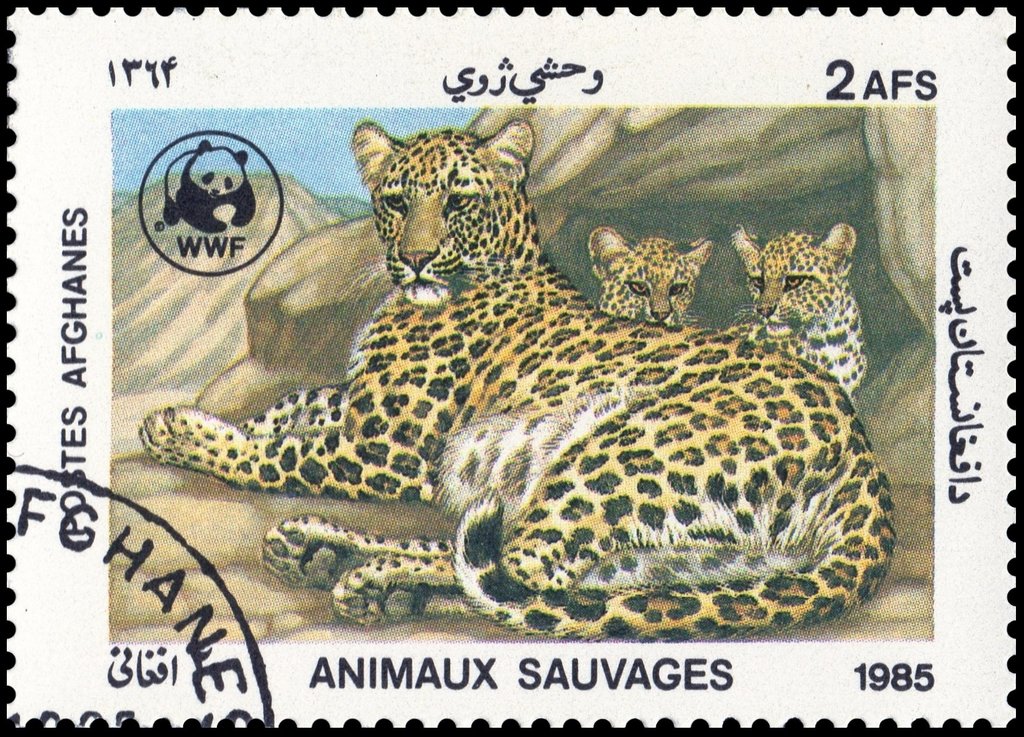Leopard (Panthera pardus)