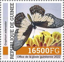 Graphium adamastor