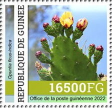 Indian Fig (Opuntia ficus-indica)
