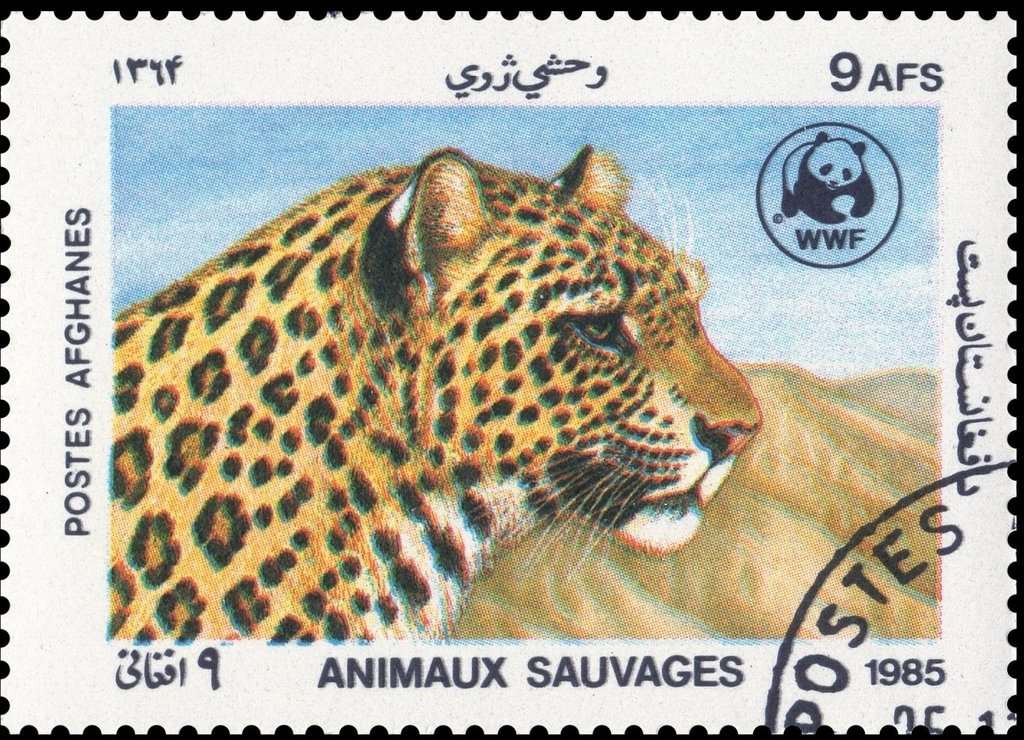 Leopard (Panthera pardus)