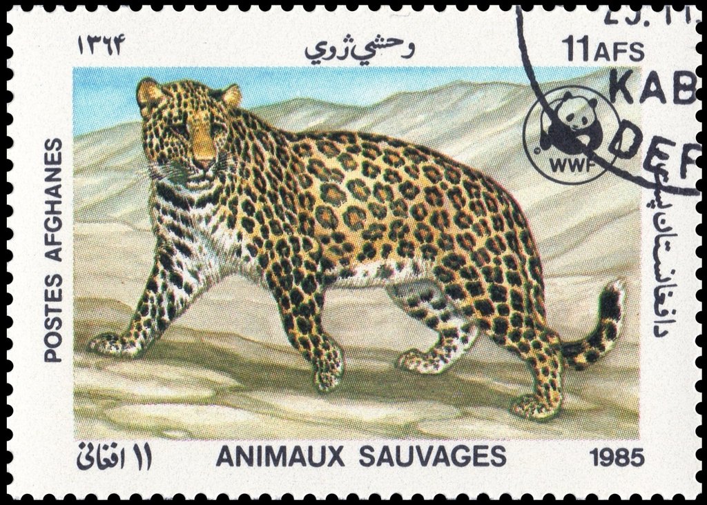 Leopard (Panthera pardus)