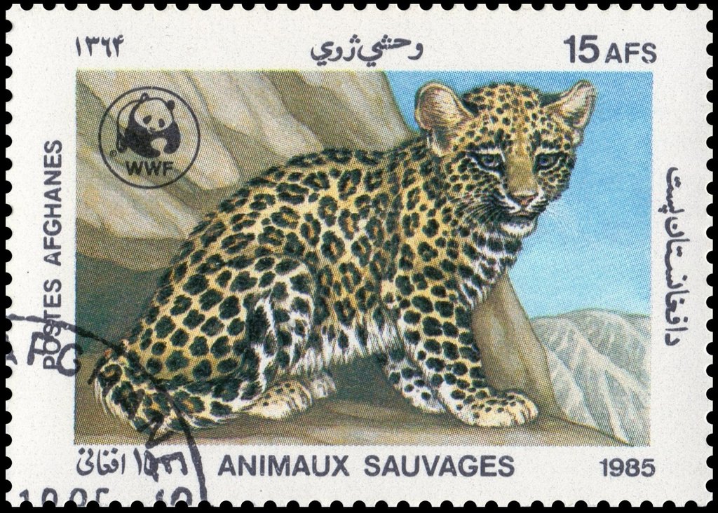 Leopard (Panthera pardus)