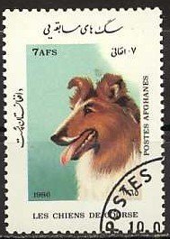 Collie (Canis lupus familiaris)