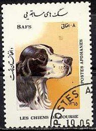 Pointer (Canis lupus familiaris)