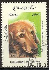 Golden Retriever (Canis lupus familiaris)