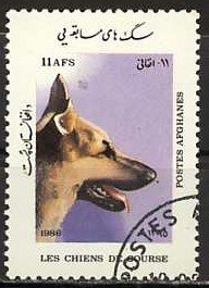 German Shepherd (Canis lupus familiaris)