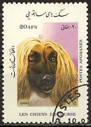 Afghan Hound (Canis lupus familiaris)