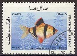 Tiger Barb (Barbus tetrazon)