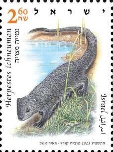 Egyptian mongoose (Herpestes ichneumon)