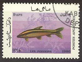 (Anostamus anostomus)