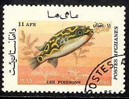 Eyespot Puffer (Tetraodon biocellatus)