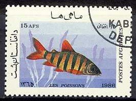 Zebra-Distichodus (Distichodus sexfasciatus)