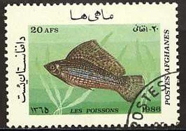 Yucatan Molly (Poecilia velifera)