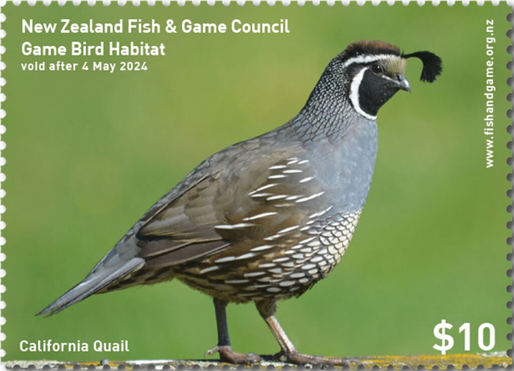California quail (Callipepla californica)