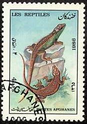 Lizard (Lacertra sp.)