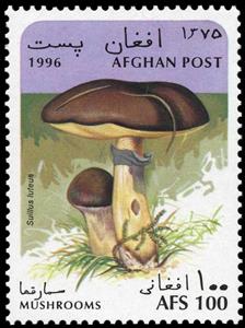Stamp, Suillus luteus, Afghanistan,  , Mushrooms