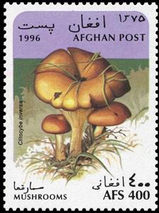 Stamp, Clitocybe inversa, Afghanistan,  , Mushrooms