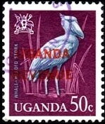Shoebill (Balaeniceps rex)