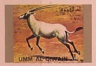 Arabian Oryx (Oryx leucoryx)