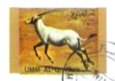 Arabian Oryx (Oryx leucoryx)