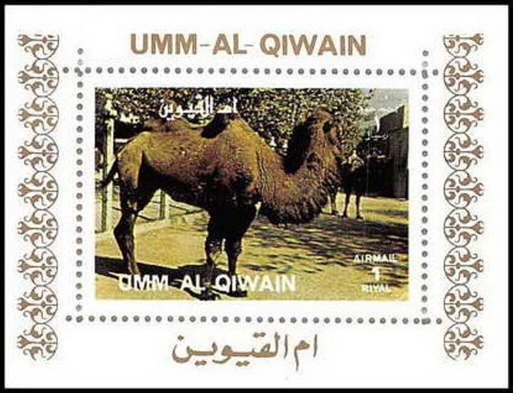 Bactrian Camel (Camelus bactrianus)