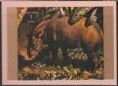 Baird's Tapir (Tapirus bairdii)