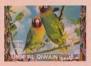 Black-cheeked Lovebird (Agapornis nigrigenis)
