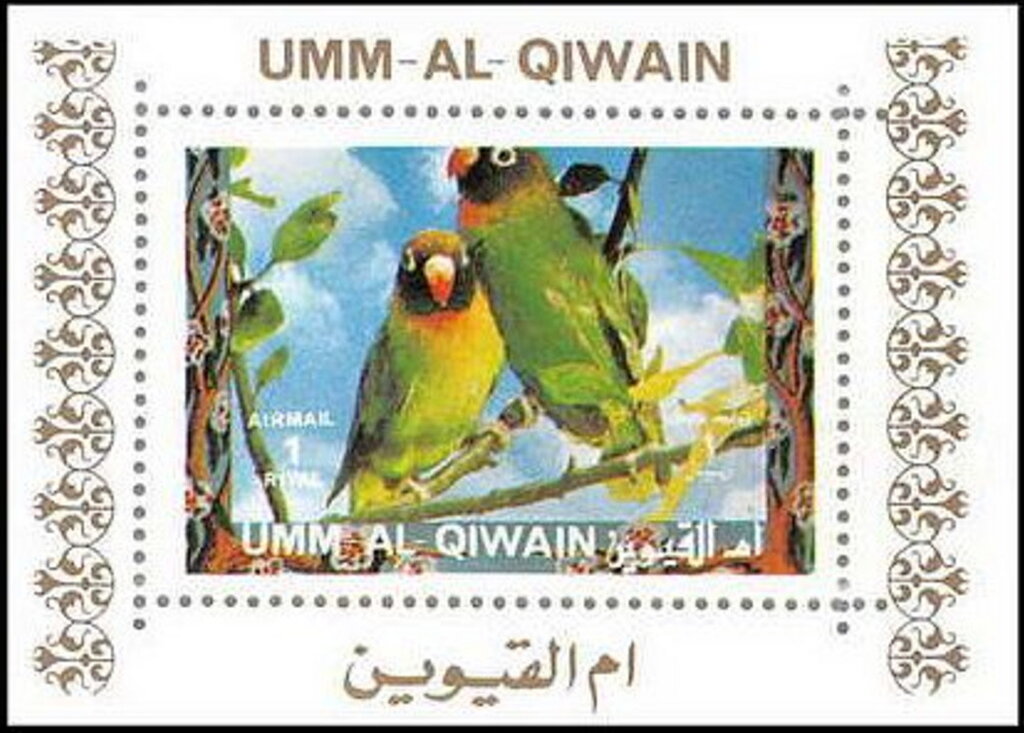 Black-cheeked Lovebird (Agapornis nigrigenis)