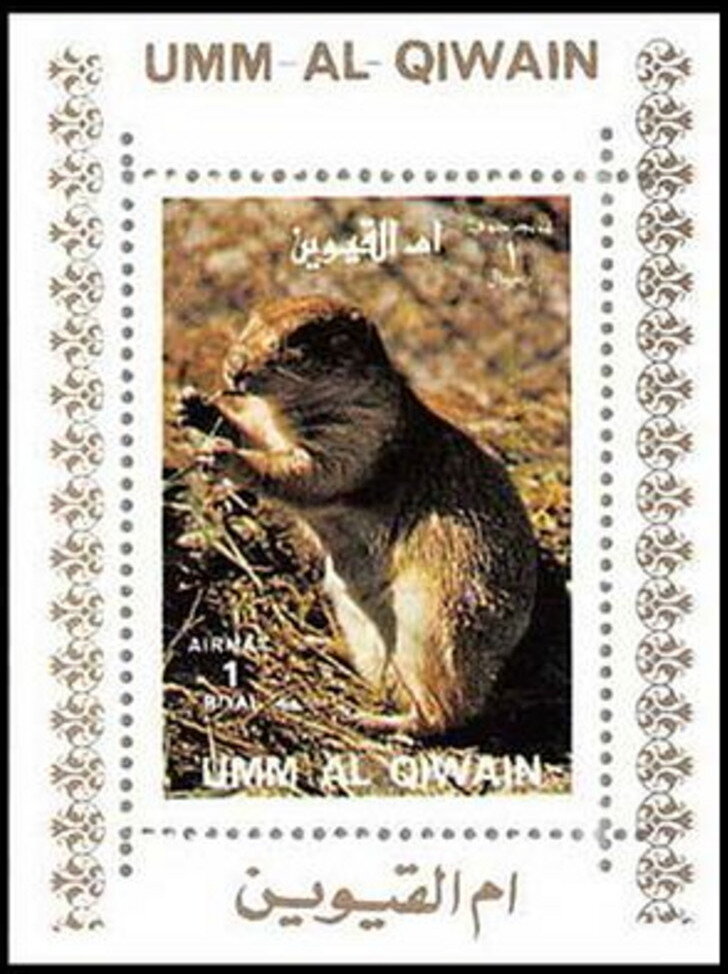 Black-tailed Prairie Dog (Cynomys ludovicianus)
