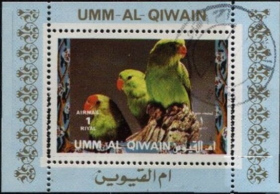 Black-winged Lovebird (Agapornis taranta)