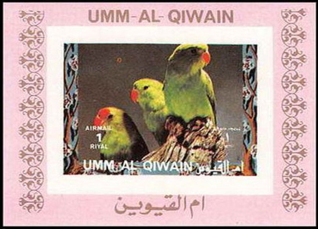 Black-winged Lovebird (Agapornis taranta)