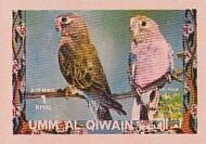 Bourke's Parrot (Neopsephotus bourkii)