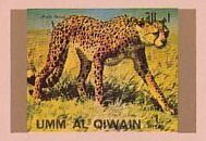 Cheetah (Acinonyx jubatus)