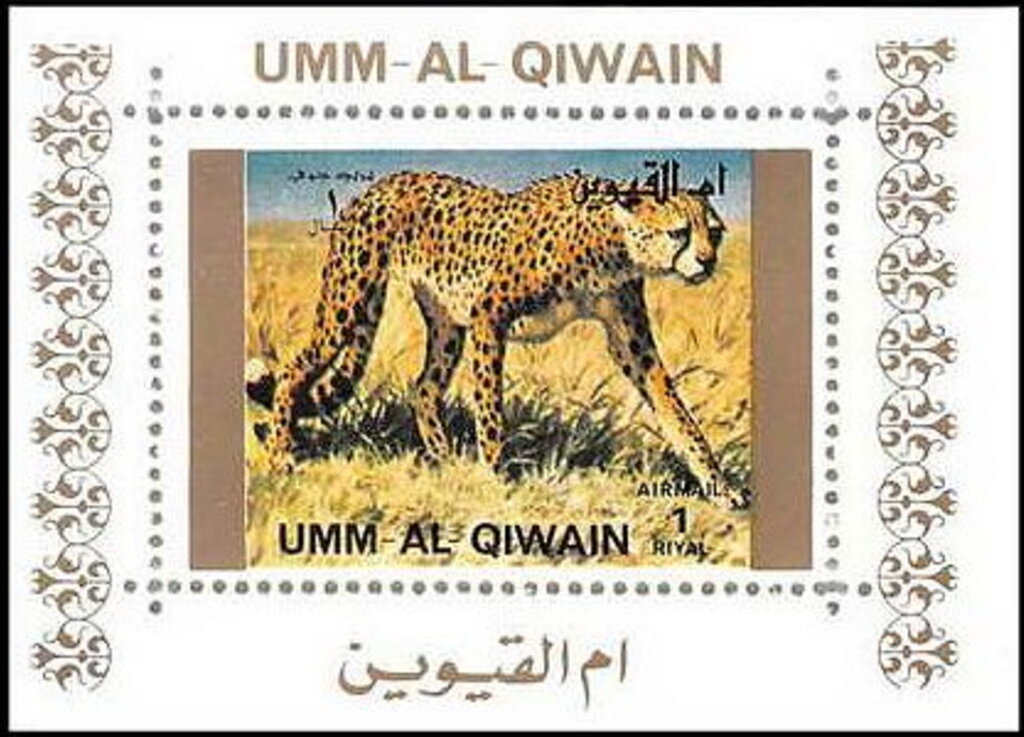 Cheetah (Acinonyx jubatus)