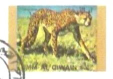 Cheetah (Acinonyx jubatus)