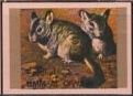Chinchilla (Chinchilla sp.)