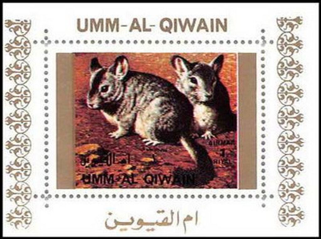 Chinchilla (Chinchilla sp.)
