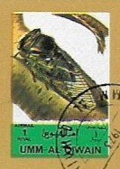Cicada