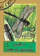 Dragonfly
